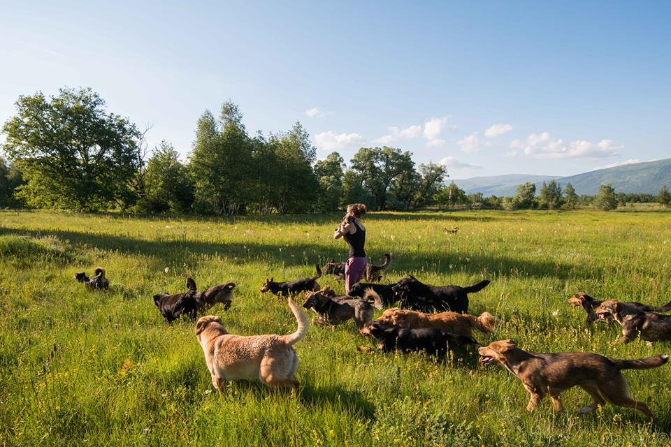 Hero Sets Up Mountain Sanctuary for Dogs in Bosnia 2