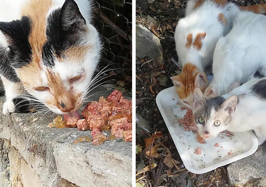 feeding the homeless cats