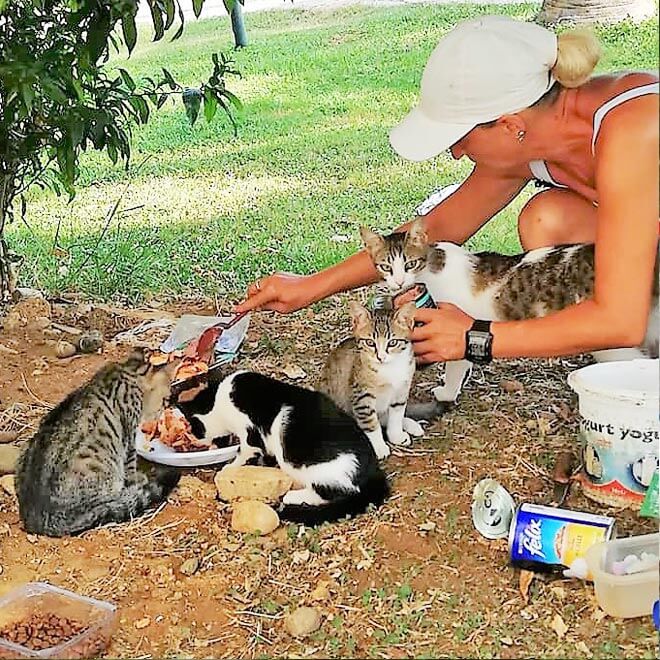 Feeding cats