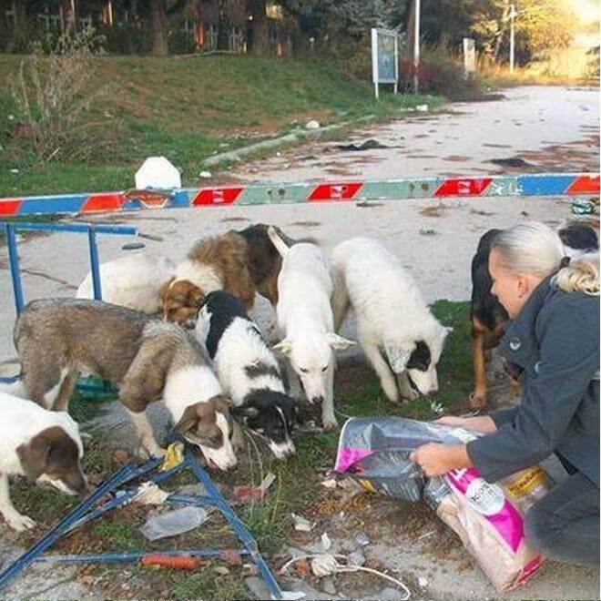 Feeding street dogs