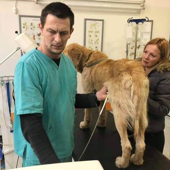 Vet looking after a dog