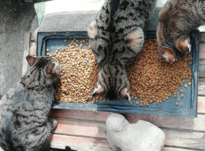 Feeding street cats in turkey