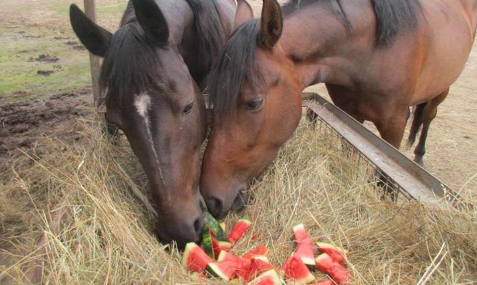 Rescued horses enjoying watermelon.