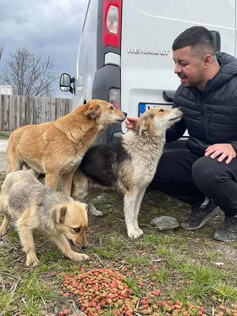 Rescuer feeding street dogs in Romania
