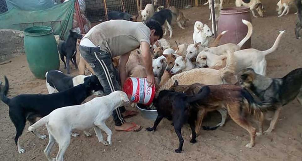 Animal rescuer feeding multiple dogs in egypt.