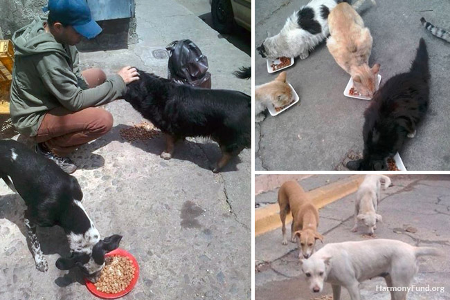 Venezuela rescuers feeding street animals